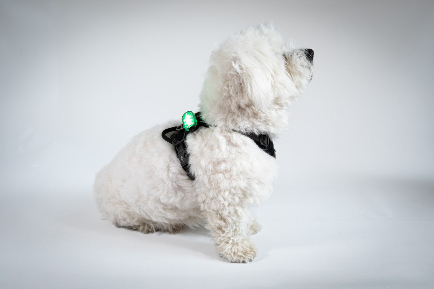 Reelight Switch light - Klips lygte til hund, kat, rygsæk mv.
