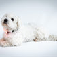 Reelight Switch light - Klips lygte til hund, kat, rygsæk mv.