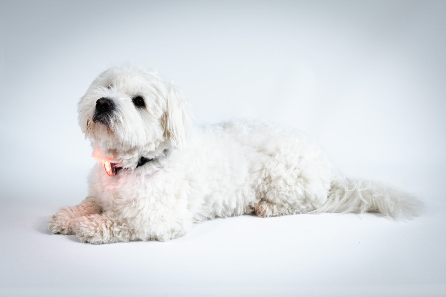 Reelight Switch light - Klips lygte til hund, kat, rygsæk mv.
