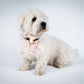 Reelight Switch light - Klips lygte til hund, kat, rygsæk mv.