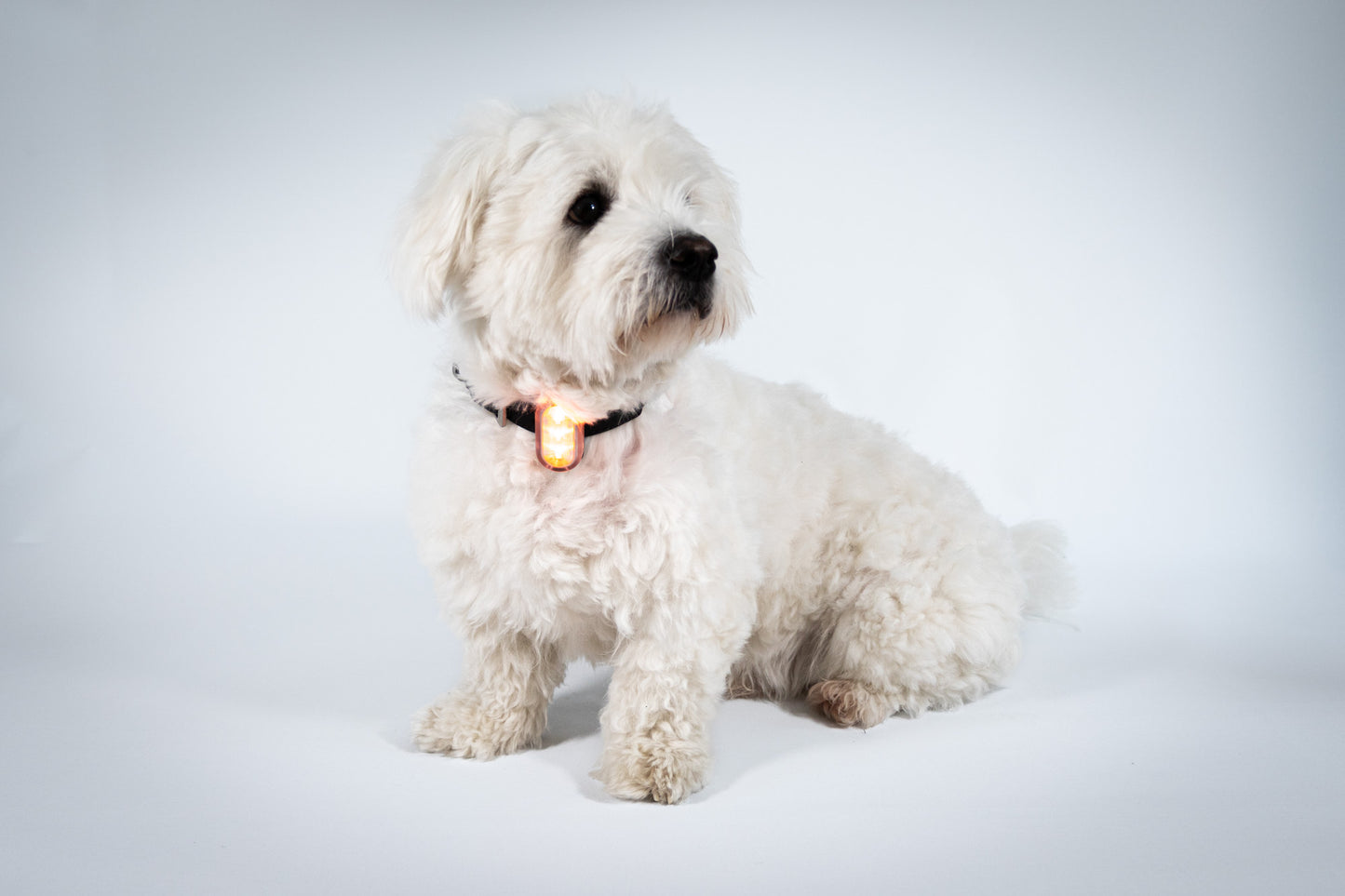 Reelight Switch light - Klips lygte til hund, kat, rygsæk mv.
